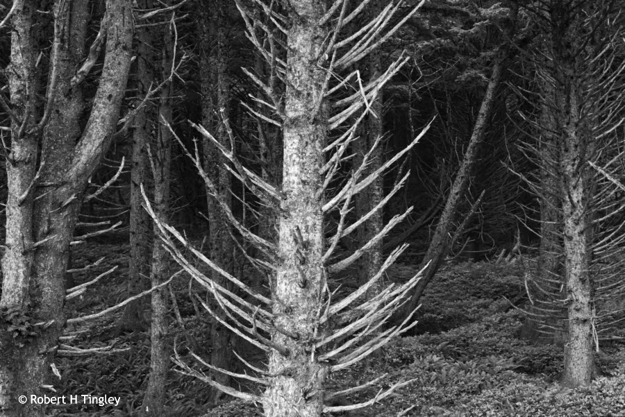 Rialto Beach #9 BW